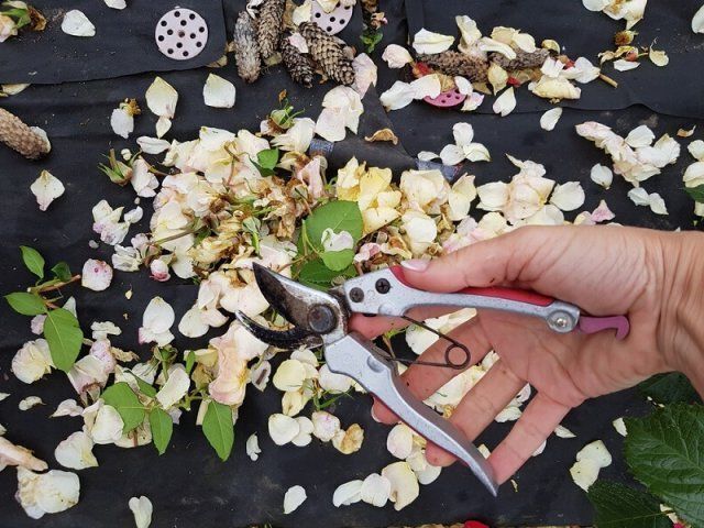 Как ухаживать за розами после цветения: полезные советы и рекомендации