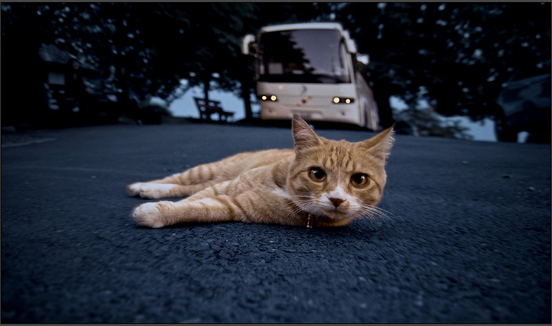 Если вы сбили кошку, или нашли сбитого кота возле дороги… Что делать?