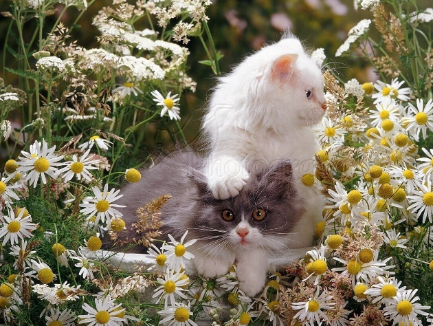 🤗Котопозитивчик РОМАШКОВЫЙ🌼