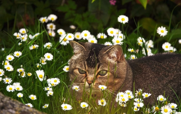 🤗Котопозитивчик РОМАШКОВЫЙ🌼