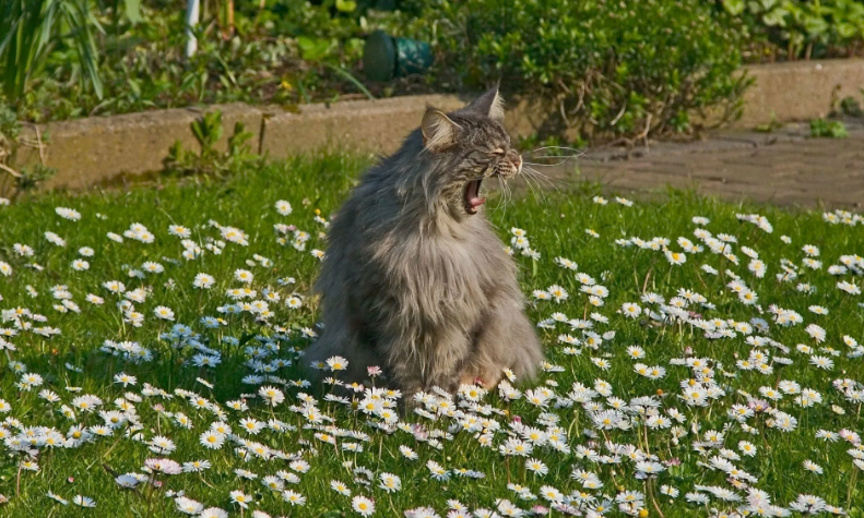 🤗Котопозитивчик РОМАШКОВЫЙ🌼
