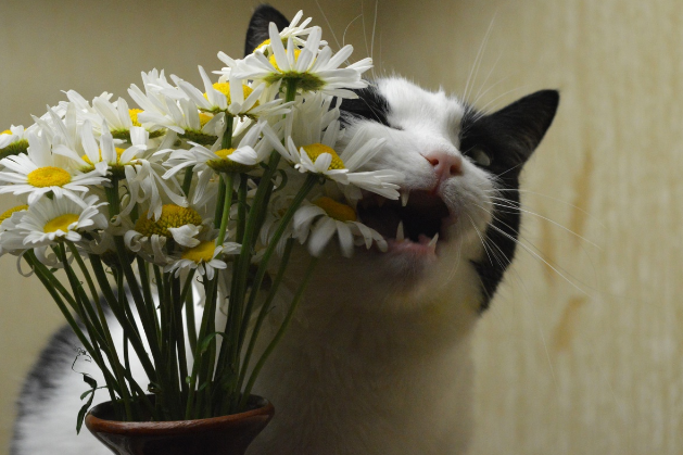 🤗Котопозитивчик РОМАШКОВЫЙ🌼