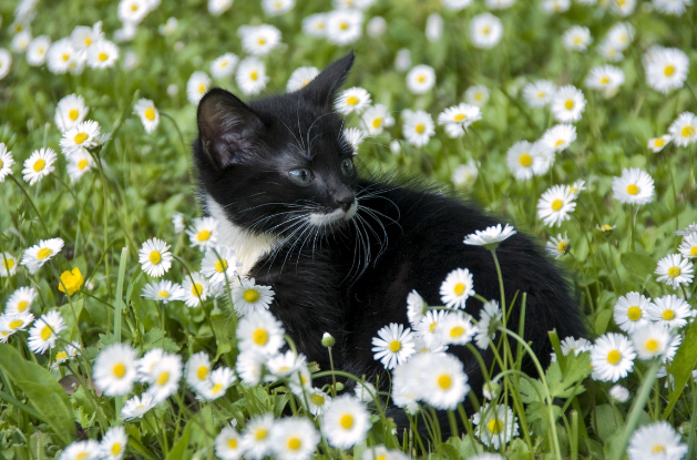 🤗Котопозитивчик РОМАШКОВЫЙ🌼