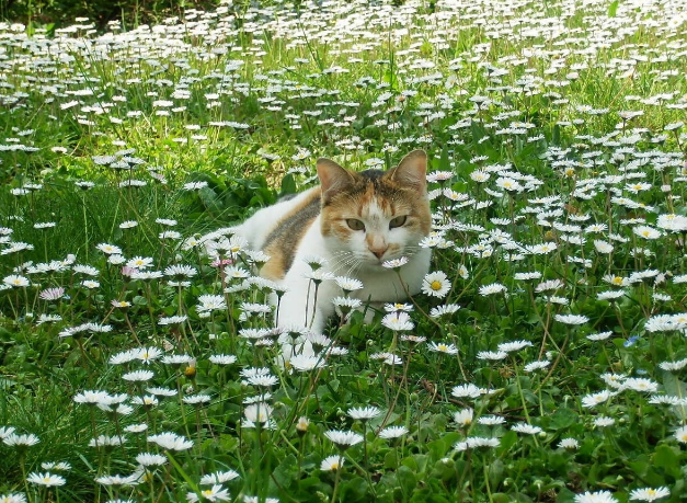 🤗Котопозитивчик РОМАШКОВЫЙ🌼
