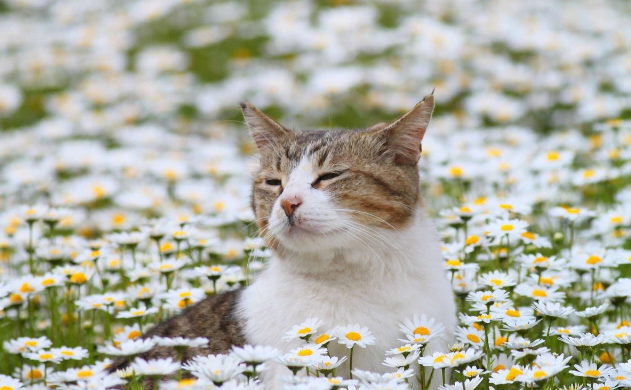 🤗Котопозитивчик РОМАШКОВЫЙ🌼