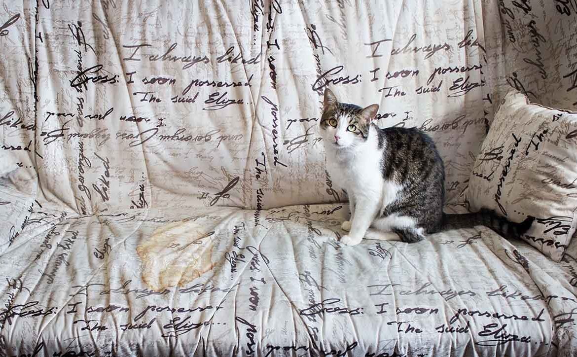 Кот демонстративно (ссы)...писает на постель - но анализы в норме! Ветеринар говорит, это поведенческое… Мой личный опыт