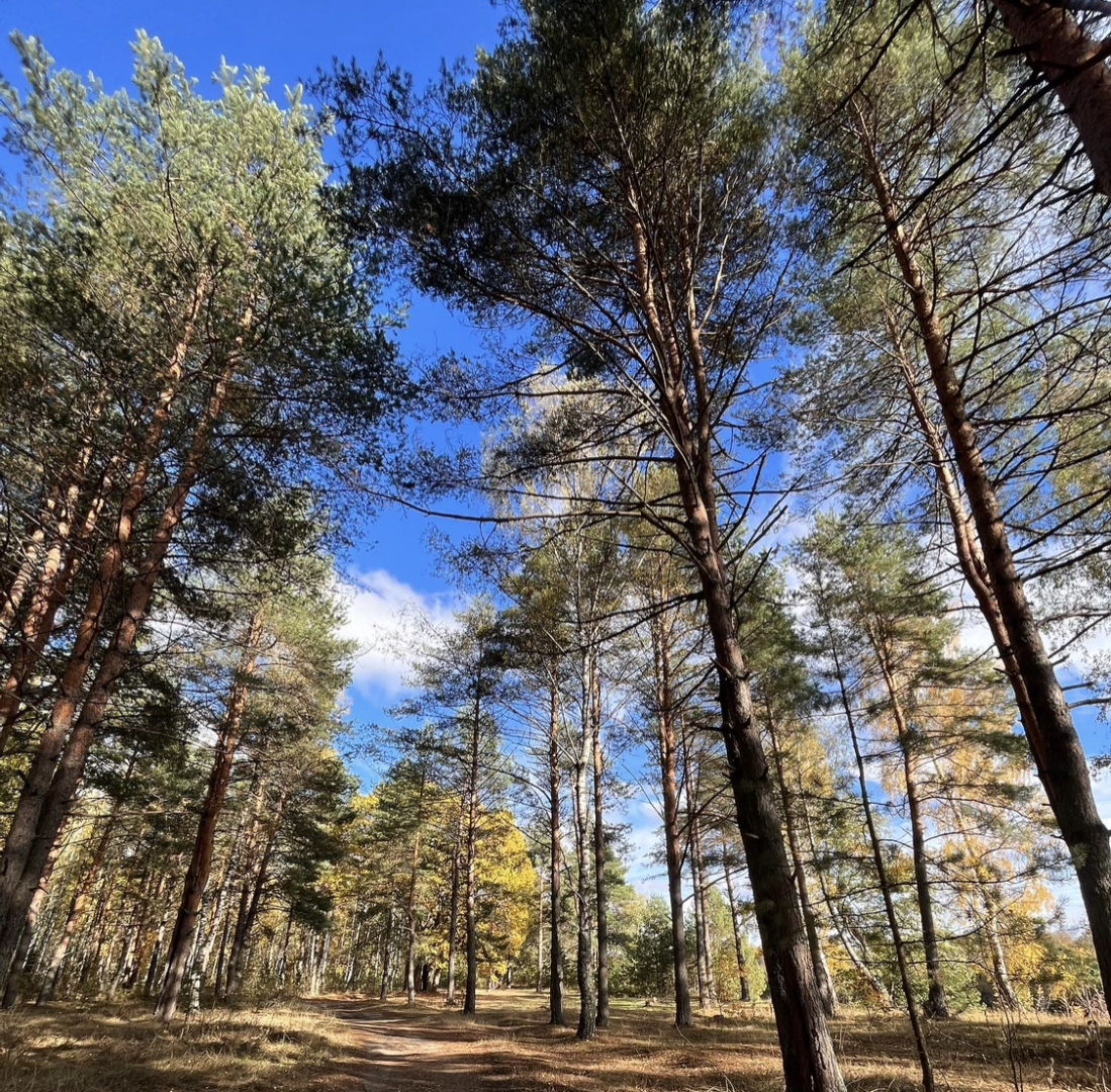 Если лесной пожар произошел по вине ребенка - значит отвечают родители. Практика
