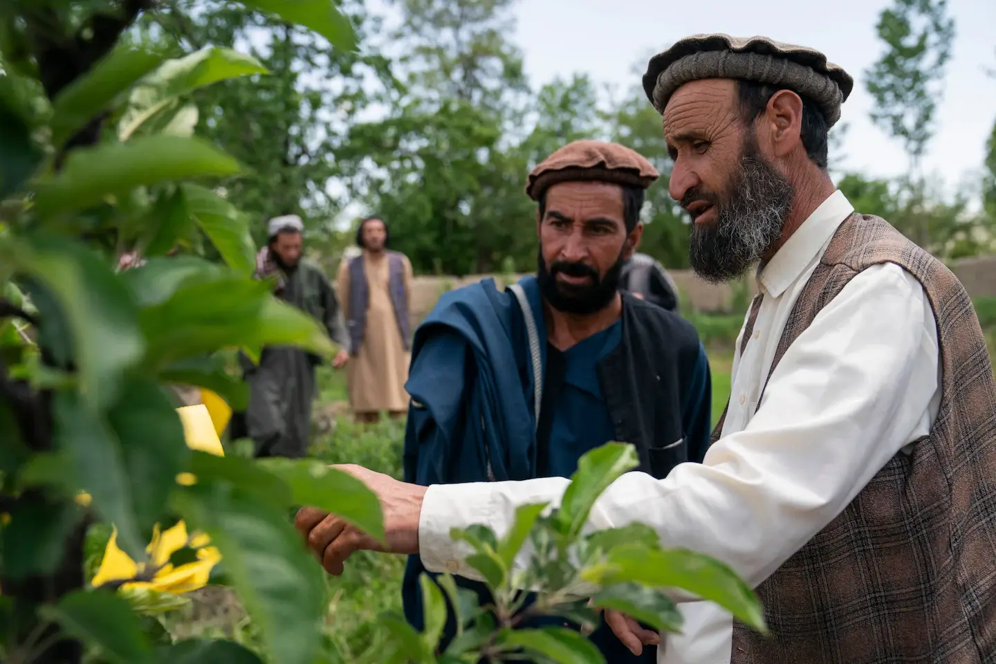 Талибан пытается примирить науку и религию в борьбе с изменением климата