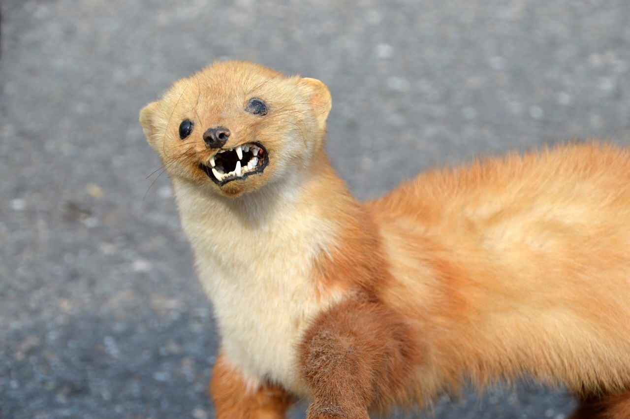 Карлос Кастанеда, теория эманаций или о тайнах Мира и человека! Первая глава...