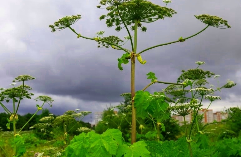 Не умеют бороться - будут штрафовать: новый законопроект для глав регионов по проблеме федерального масштаба