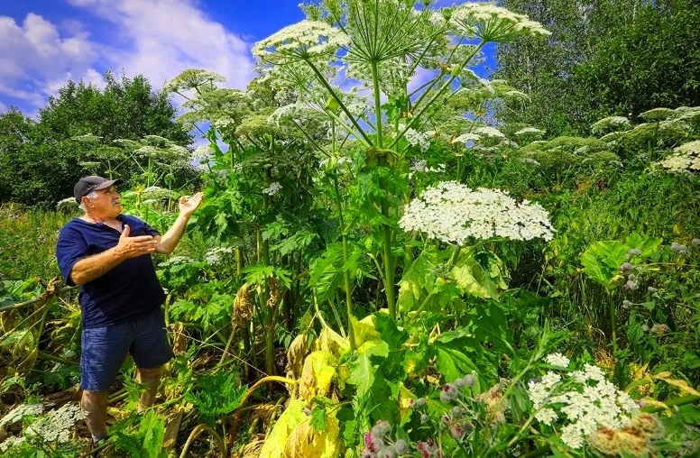 Не умеют бороться - будут штрафовать: новый законопроект для глав регионов по проблеме федерального масштаба