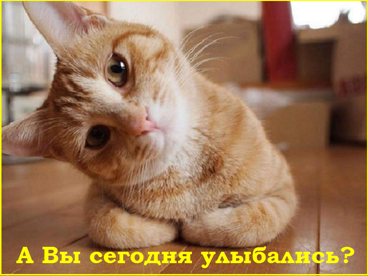 ✔️Котопозитивчик второго полулетия🤗