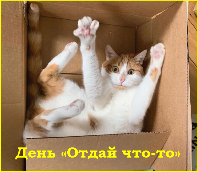 ✔️Котопозитивчик второго полулетия🤗