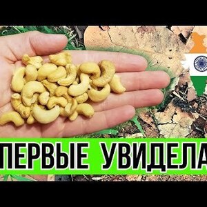 🥜🌰Какие орехи самые полезные. Разнообразие и полезные свойства