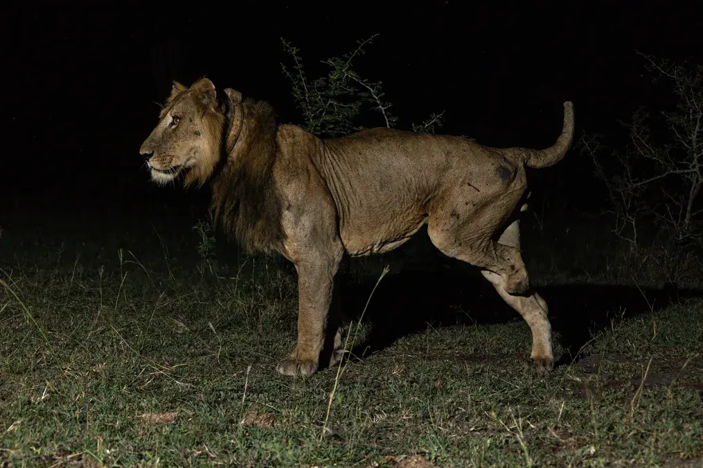 Два льва совершили рекордный заплыв ради «женской привязанности»