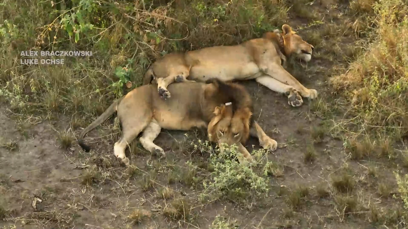 Два льва совершили рекордный заплыв ради «женской привязанности»