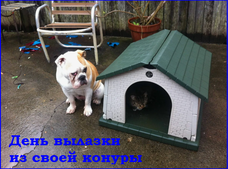 ✔️Котопозитивчик второго полулетия🤗