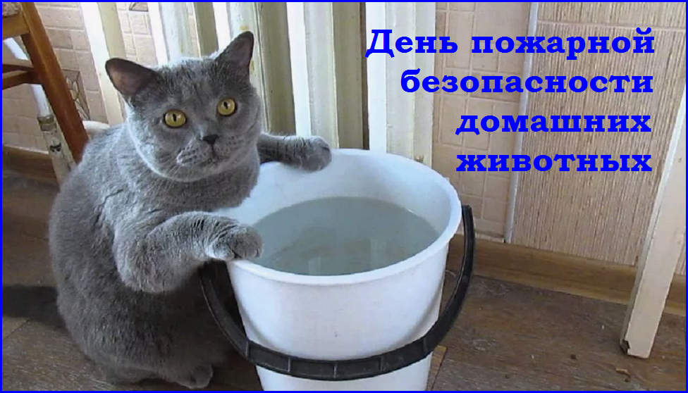 ✔️Котопозитивчик второго полулетия🤗