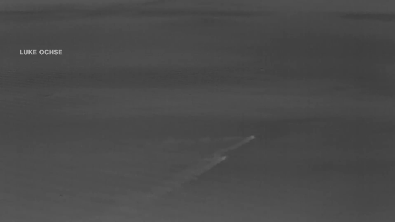 Два льва совершили рекордный заплыв ради «женской привязанности»