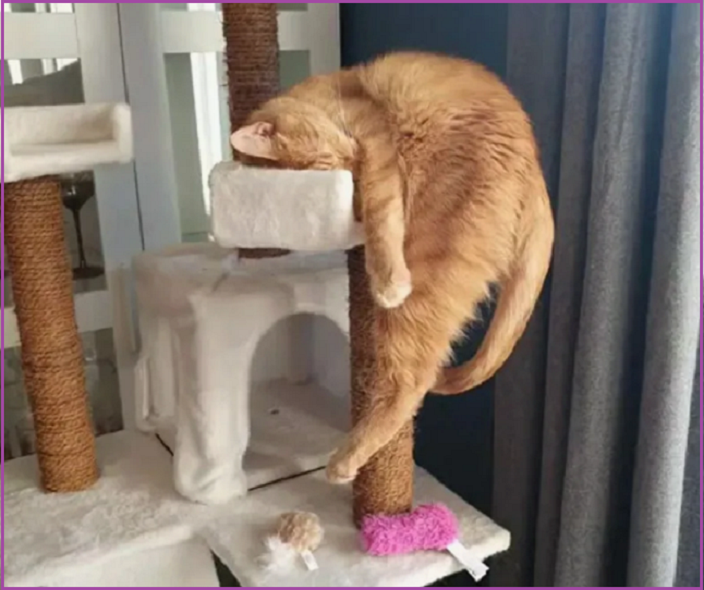 ✔️Котопозитивчик второго полулетия🤗