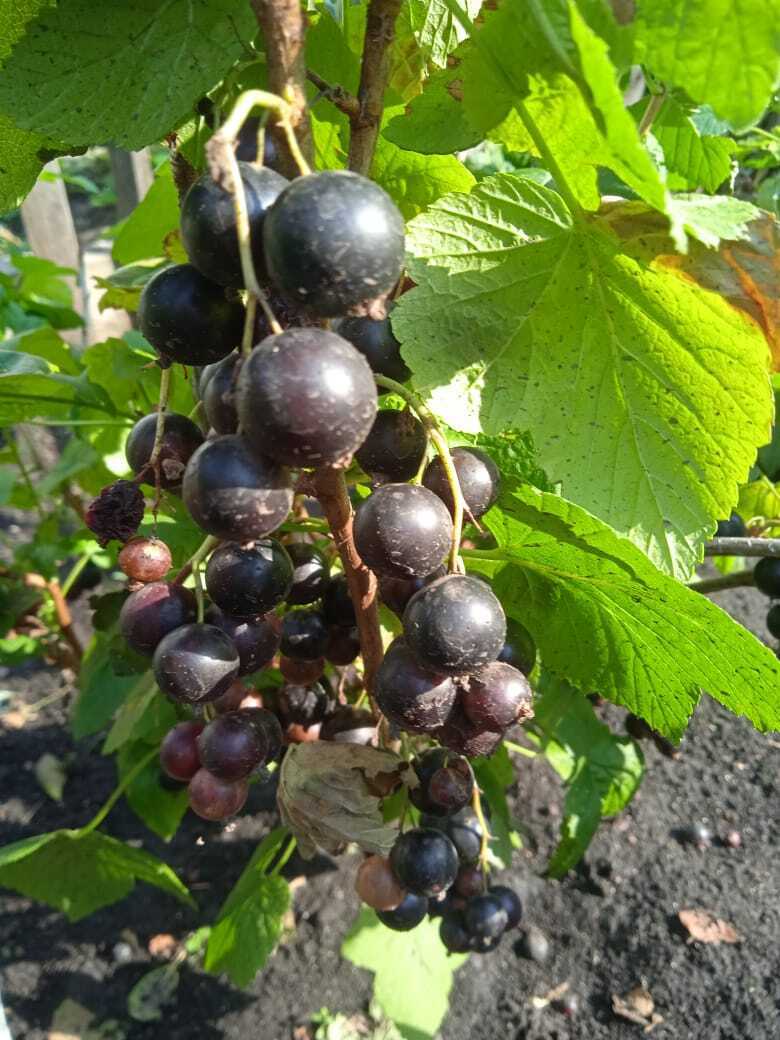 Моя Шалунья: мой нелегкий путь по выращиванию крупной, сладкой черной смородины.