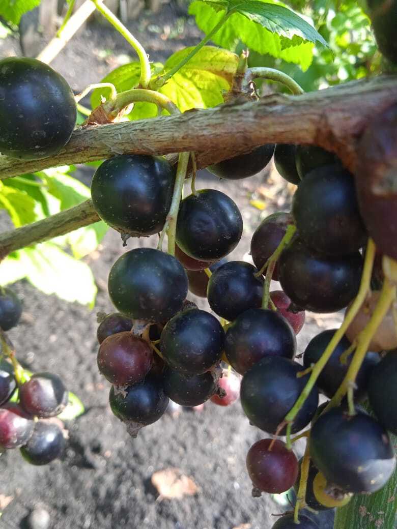 Моя Шалунья: мой нелегкий путь по выращиванию крупной, сладкой черной смородины.