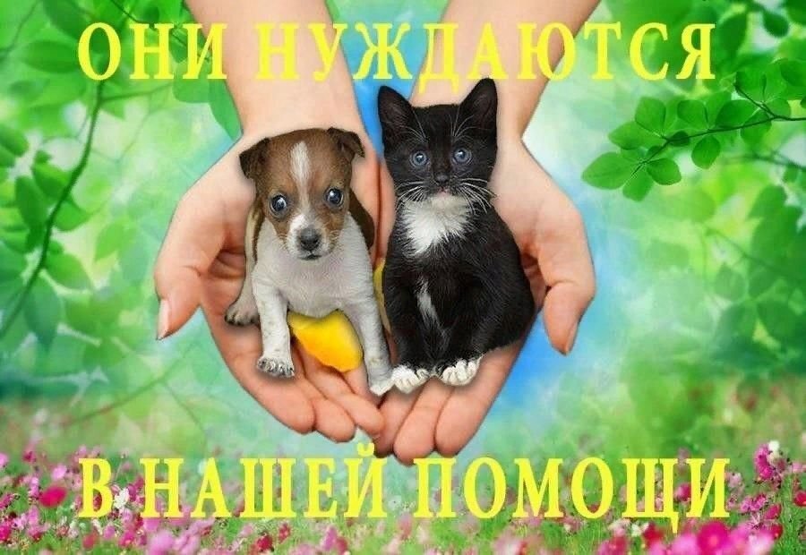 Нежные чувства к животным