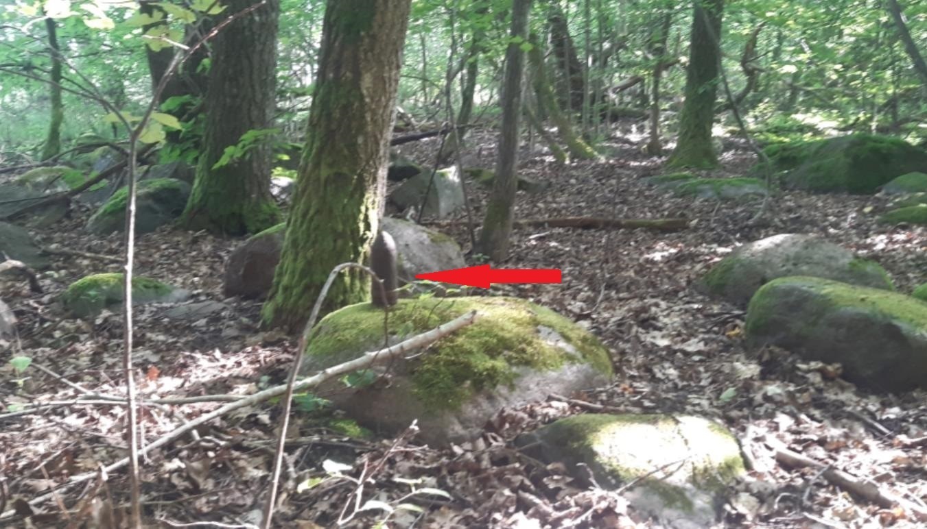 Шёл я лесом, видел чудо...