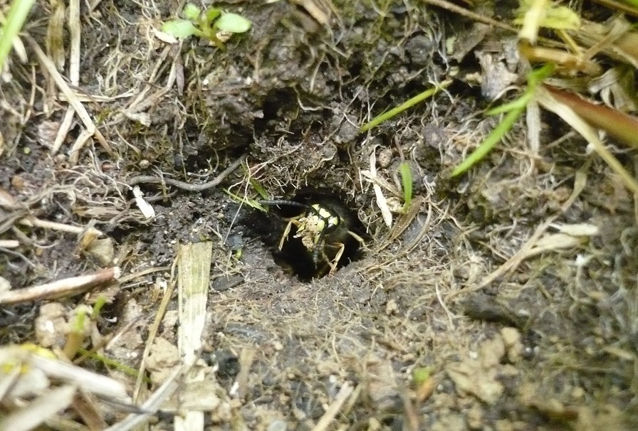 Меня покусали мстительные земляные осы