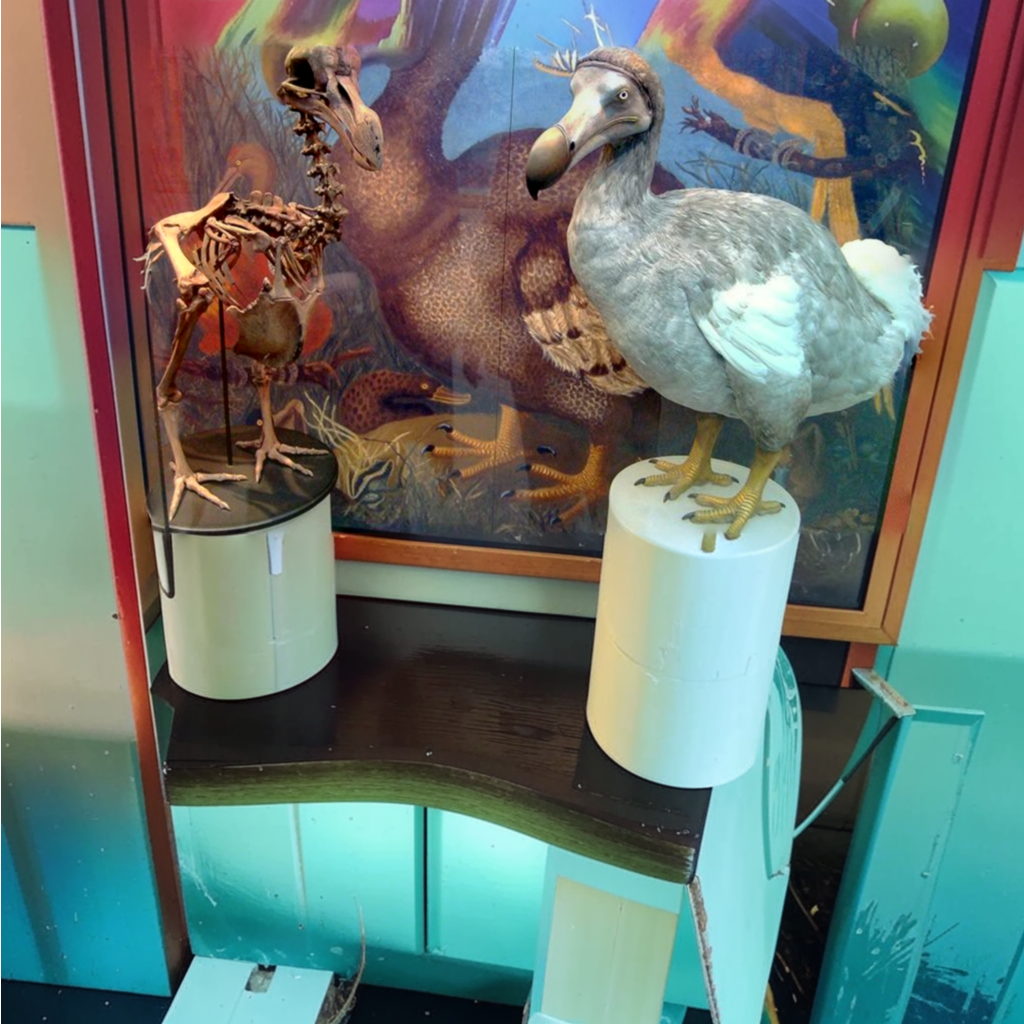 Два вида птиц, которых истребил человек