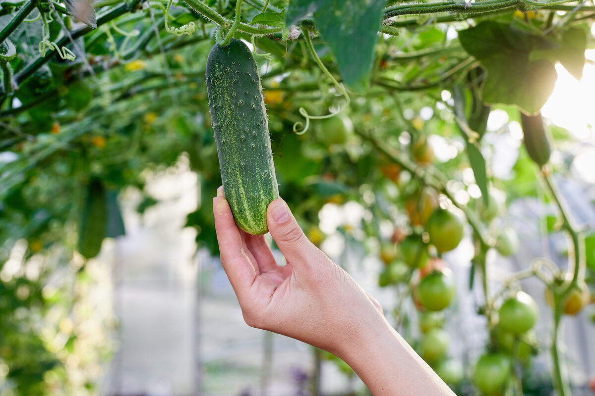 🥒Когда и где пройдет Чемпионат мира по огуречному хрусту?