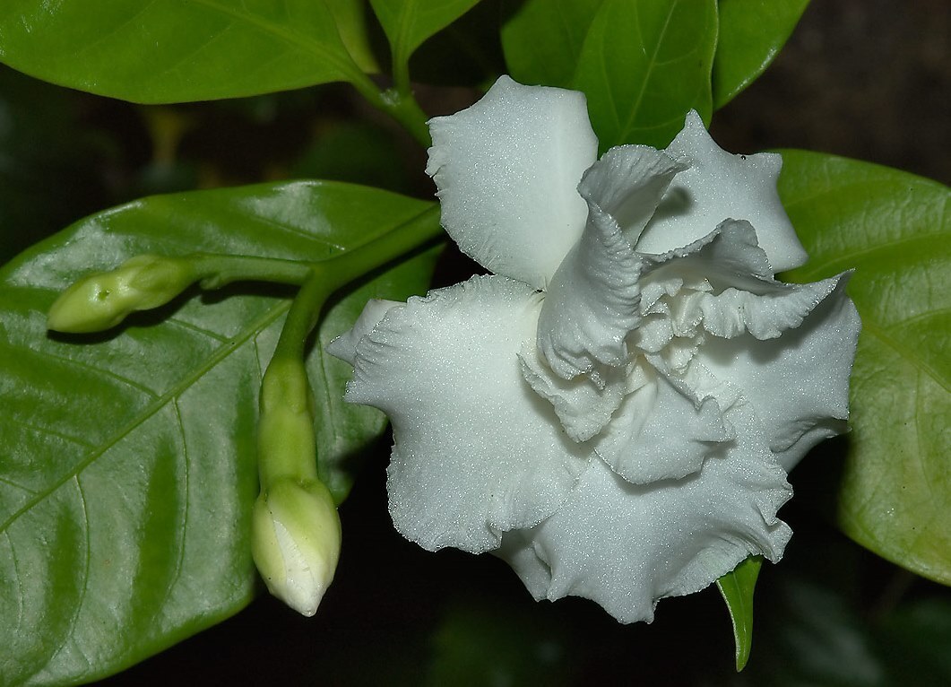 Табернемонтана Девириката нежный, красивый цветок