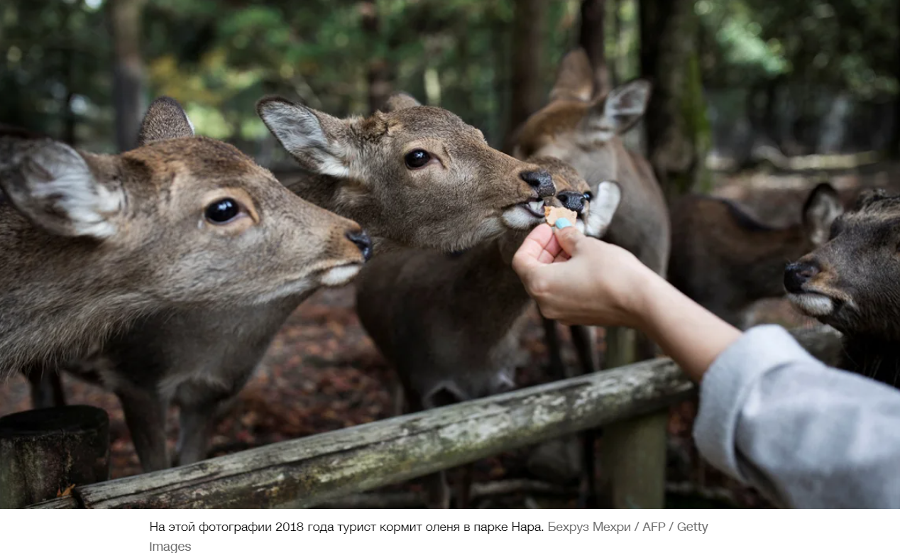 Японию, возможно, тошнит от массового туризма. Но оленям этого древнего города, внесенного в список ЮНЕСКО, это нравится