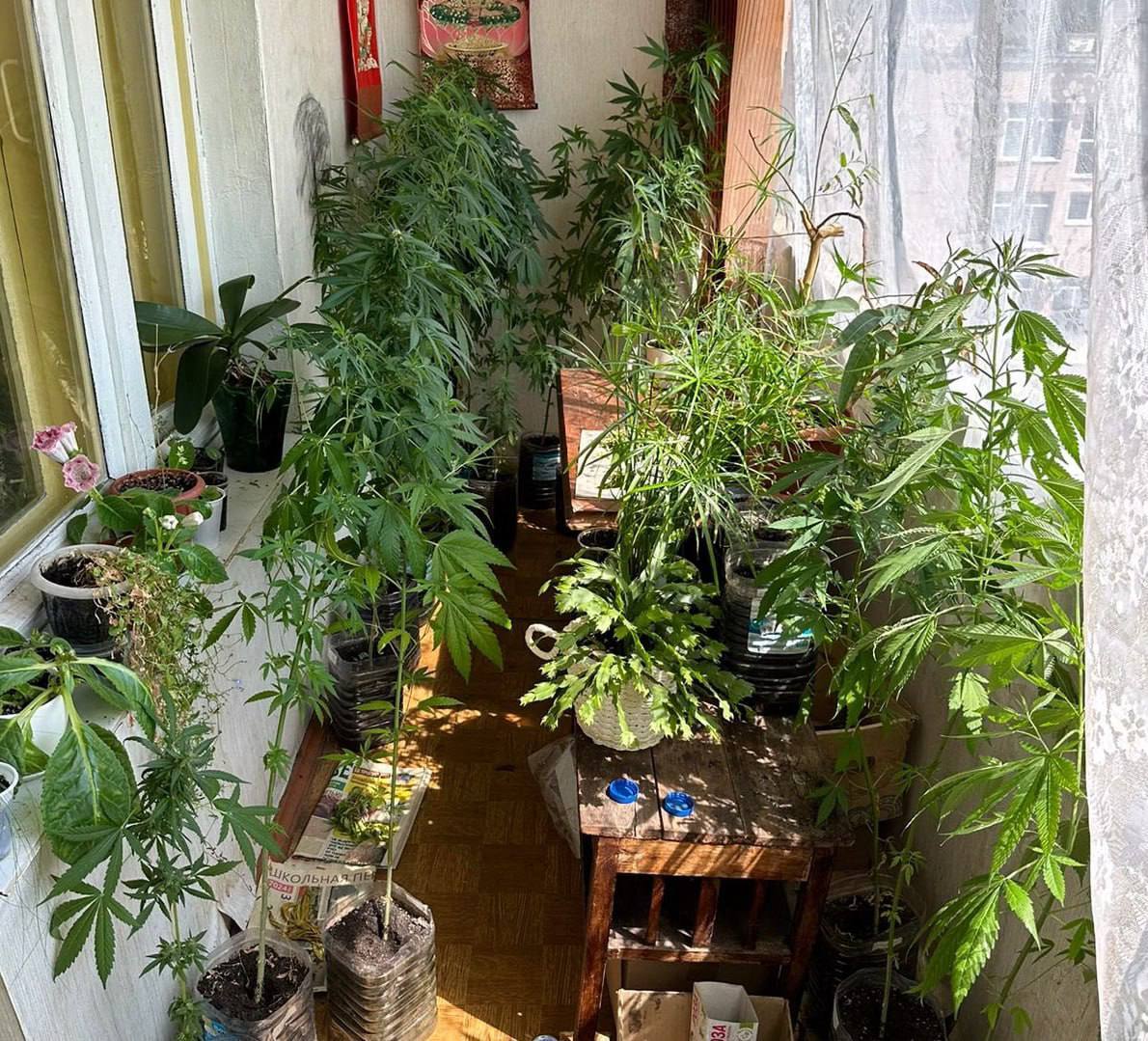 В Липецке у 44-летней дачницы нашли 290 кустов конопли
