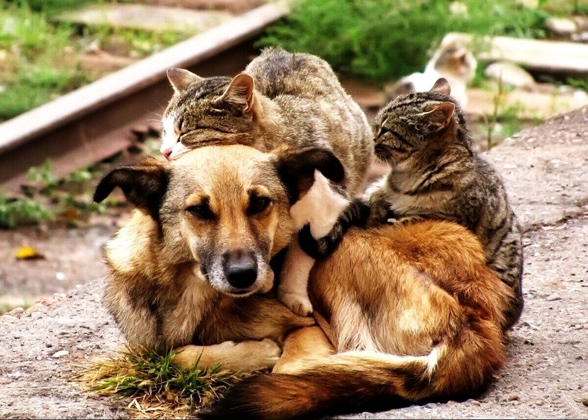 Дорогая гуманность или жестокий прагматизм?