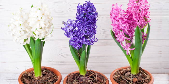 Будьте осторожны с этими зелеными растениями, токсичными для детей!