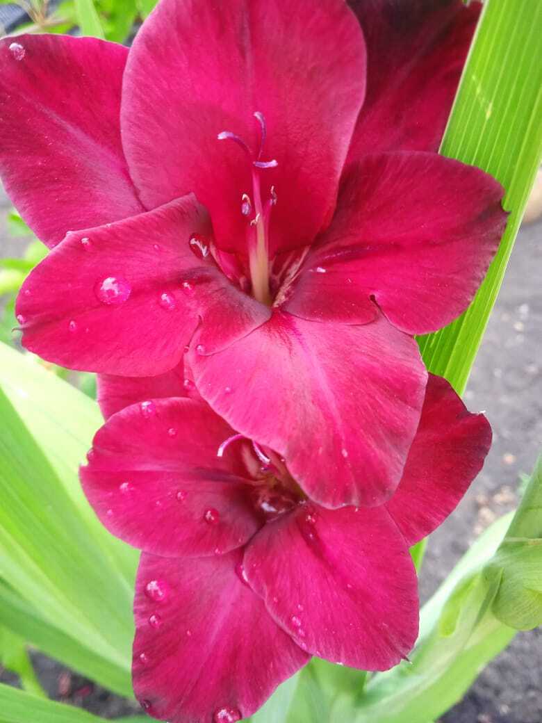 Гладиолусы: ильская цветочная прогулка по моей даче. Смотрим и наслаждаемся красотой цветов