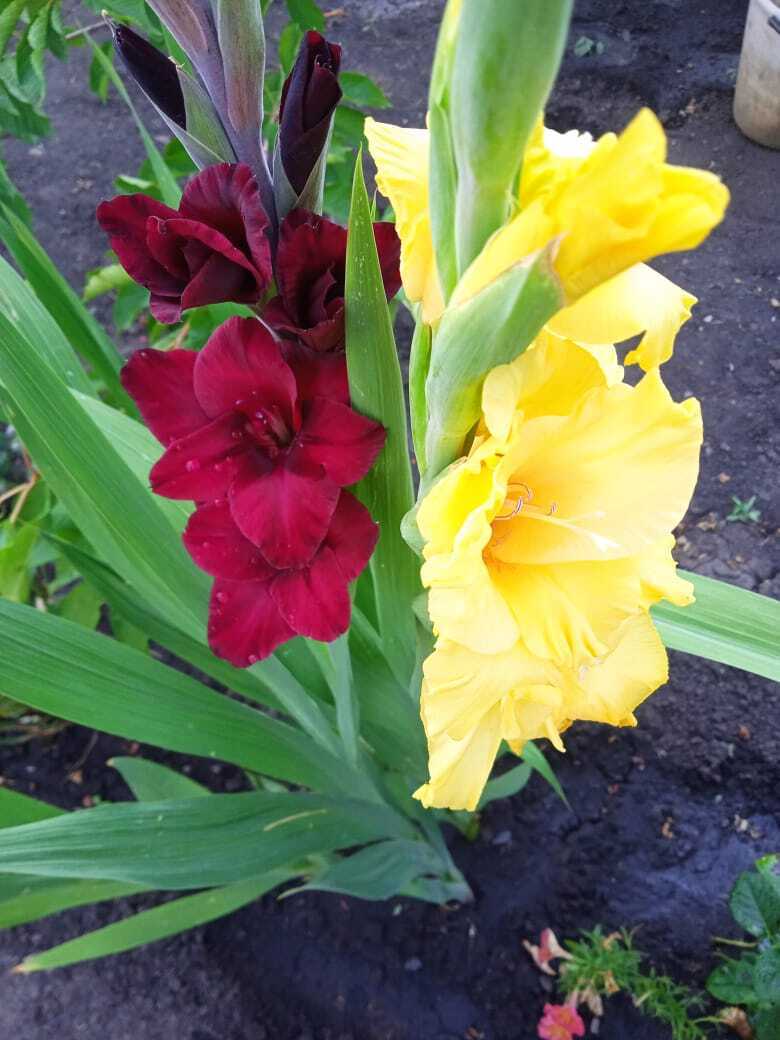 Гладиолусы: ильская цветочная прогулка по моей даче. Смотрим и наслаждаемся красотой цветов