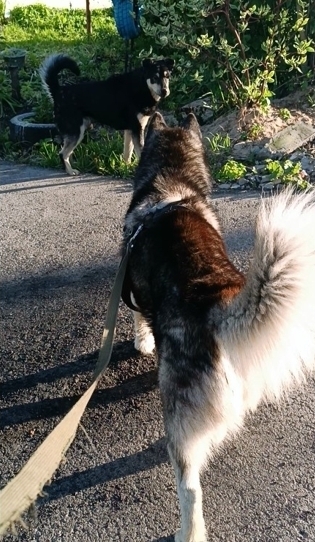 🍒Прежде чем покормить бездомную собаку хорошенько подумайте. Последствия могут быть неожиданными