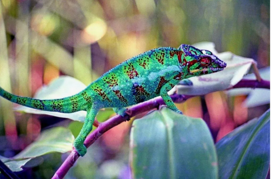 А вы знали? Поразительные факты о животных