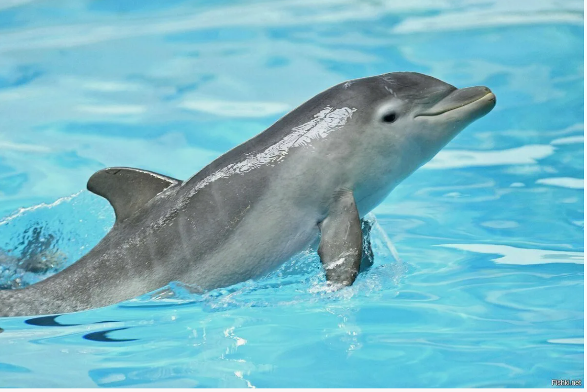 А вы знали? Поразительные факты о животных