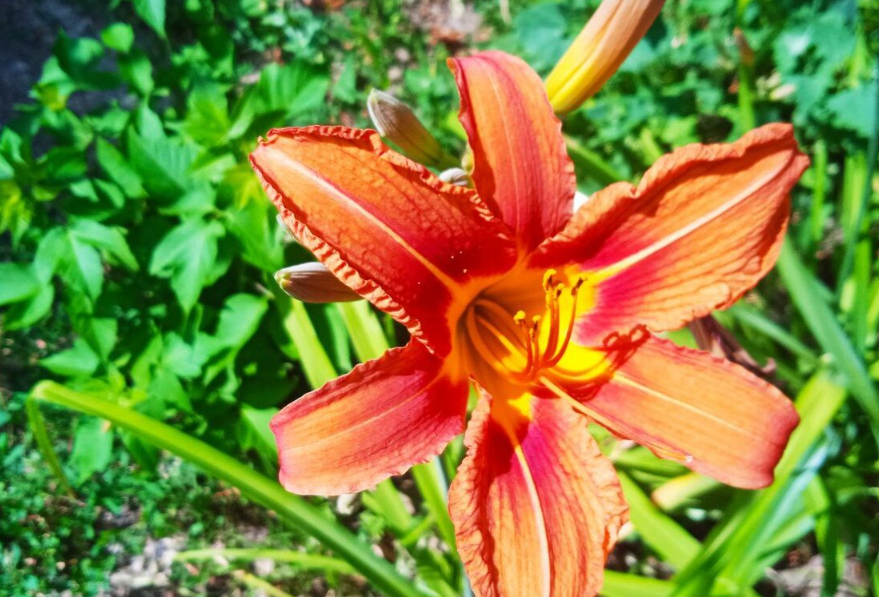 У мамы в саду все цветы на виду! За что я люблю лето