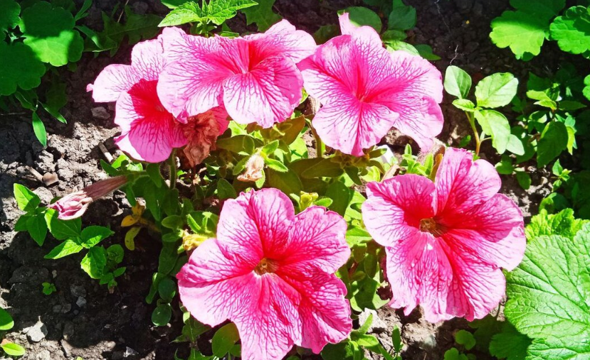 У мамы в саду все цветы на виду! За что я люблю лето