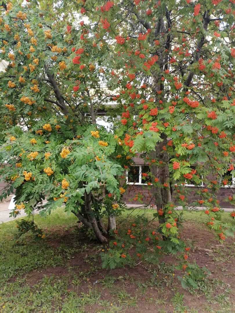 Разноцветные рябины