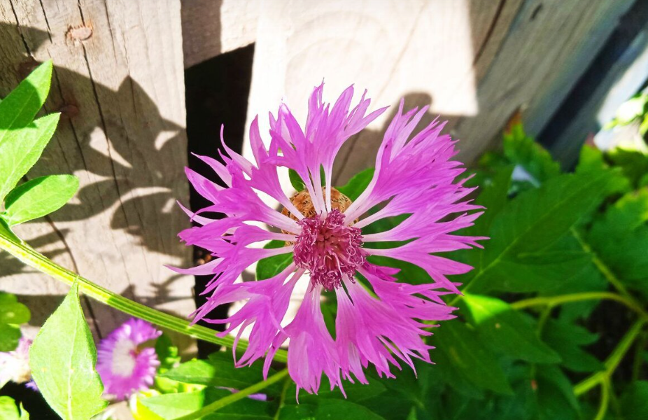 У мамы в саду все цветы на виду! За что я люблю лето