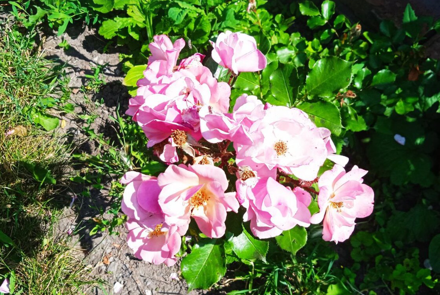 У мамы в саду все цветы на виду! За что я люблю лето