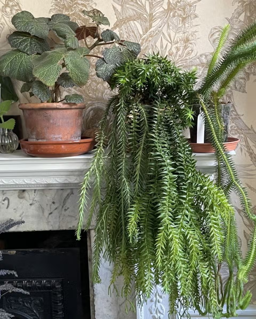 Записная книжка садовода: как предотвратить засыхание комнатных растений и сада во время отпуска