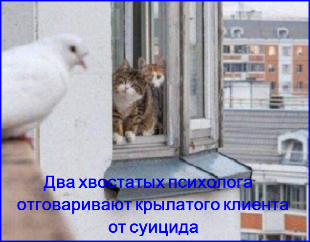 👆Жадность фраера сгубила или Очередная облава на кубанского полковника из МЧС😓