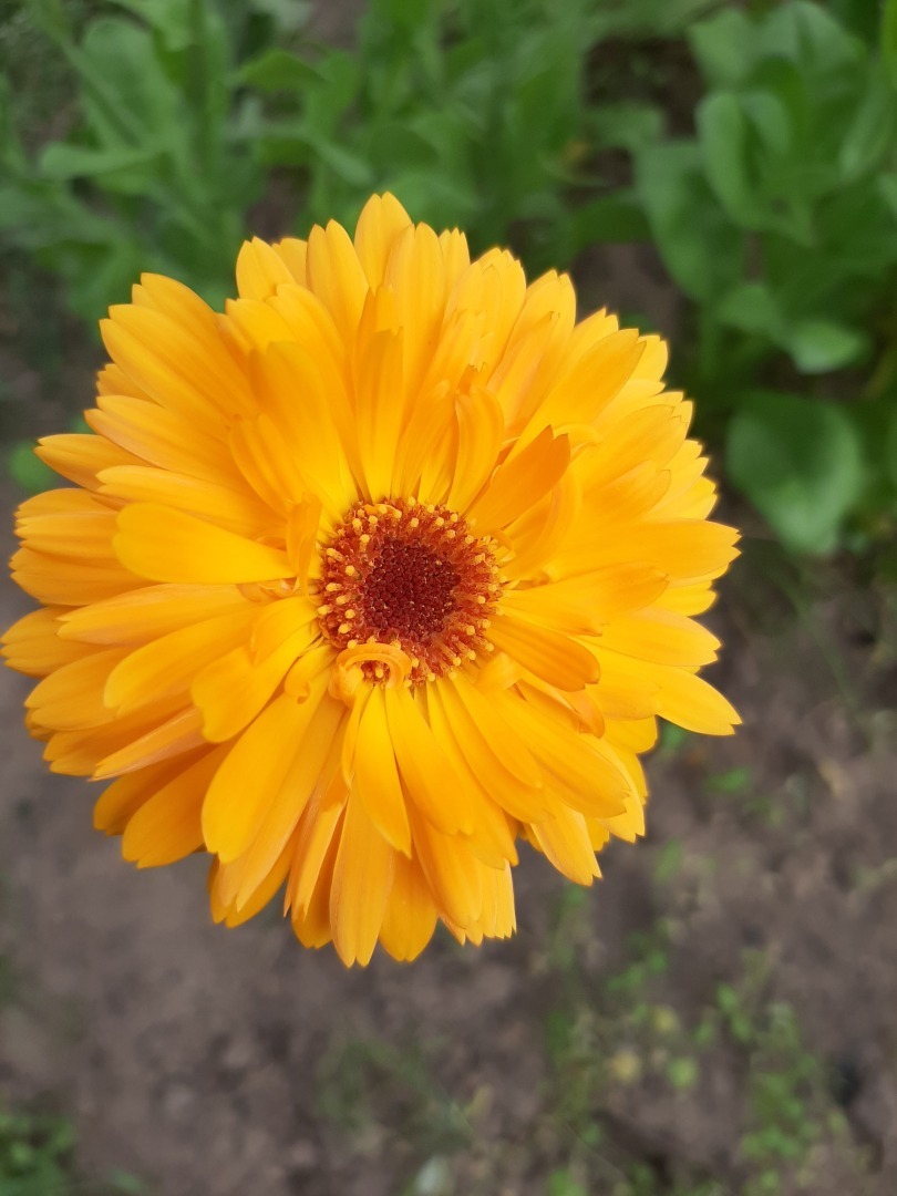 Мои деревенские цветы этого лета: что удалось вырастить на своем земельном участке. Личный опыт выращивания