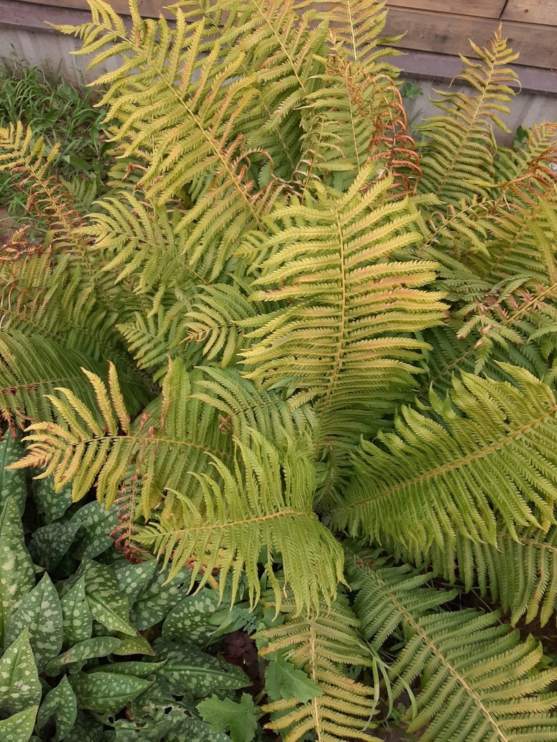 Мои деревенские цветы этого лета: что удалось вырастить на своем земельном участке. Личный опыт выращивания